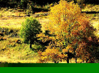 成都、稻城亞丁香格里拉13日全景游