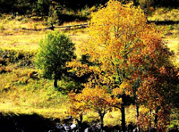 Ec3：成都、丹巴、香格里拉13日全景游