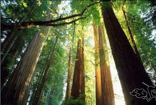 林芝、雅魯藏布大峽谷、日喀則、珠峰九日游