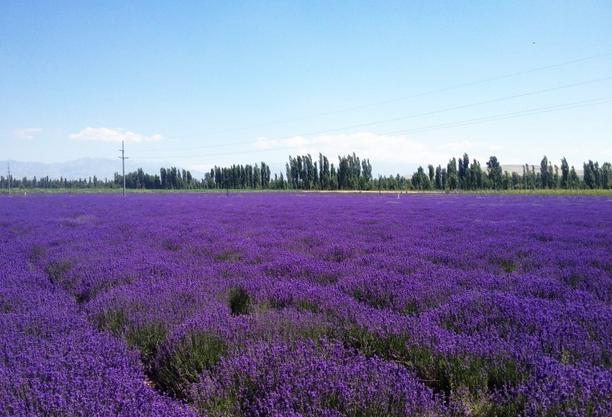 趕在盛夏前 五六月國(guó)內(nèi)最美出游地推薦