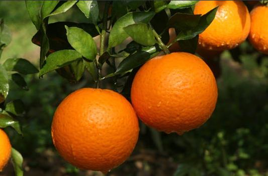 自駕去仁壽黑龍灘摘清見(jiàn)品美味生態(tài)魚(yú)