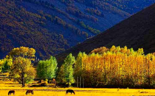 秋游正當時！成都租車旅游選哪一條？